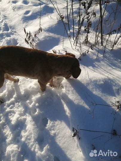 Кобель молодой