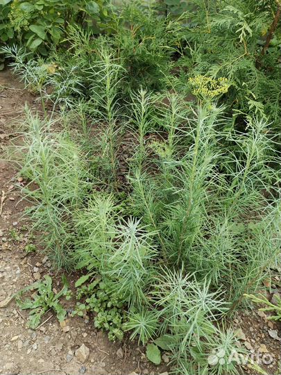 Лиственница Даурская