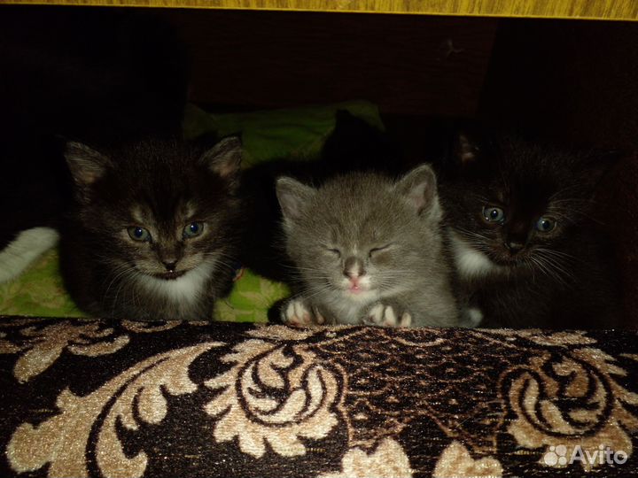 Кошка в дар