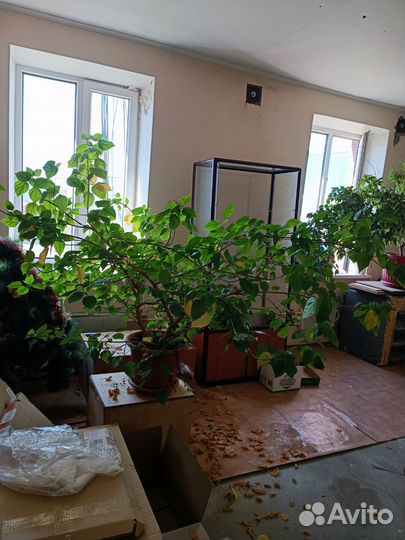 Комнатные растения большие бесплатно