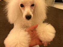 Крошка пудель. Крошка пудель курск. Крошка пудель курск. Груминг крошка пудель. Крошка пудель курск.