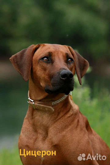 Выгул собак и dog sitter