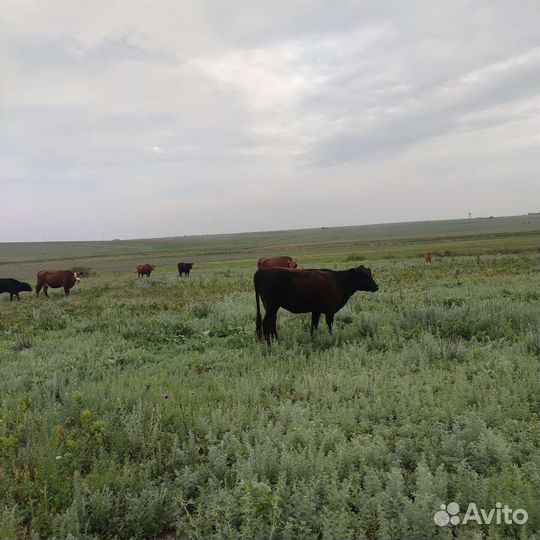 Степные телки