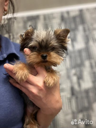 Йоркширский терьер мини девочка