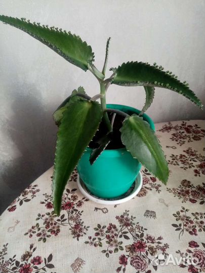 Каланхоэ лечебное