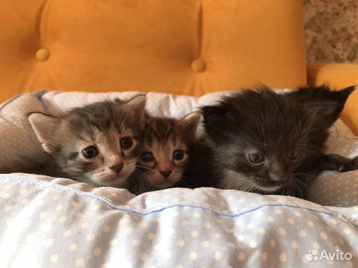 Котята в добрые руки