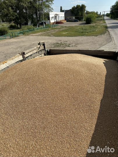 Продам озимую пшеницу,2024год г.Красный