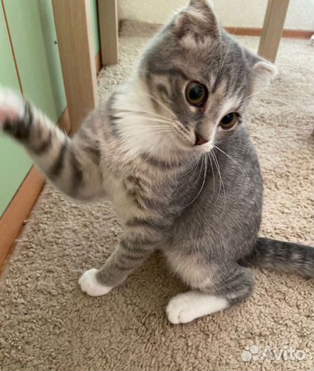 Шатланская вислоухая