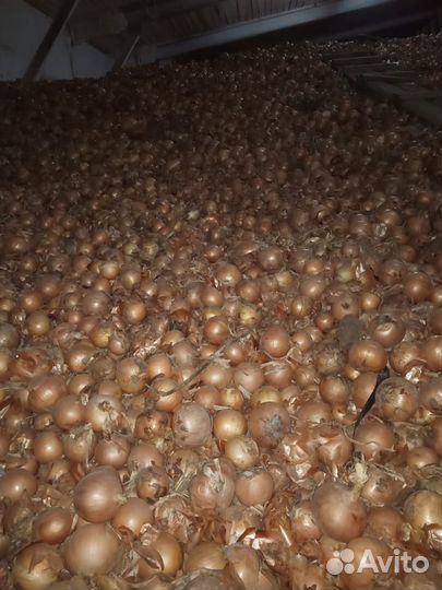 Оптом Лук репчатый