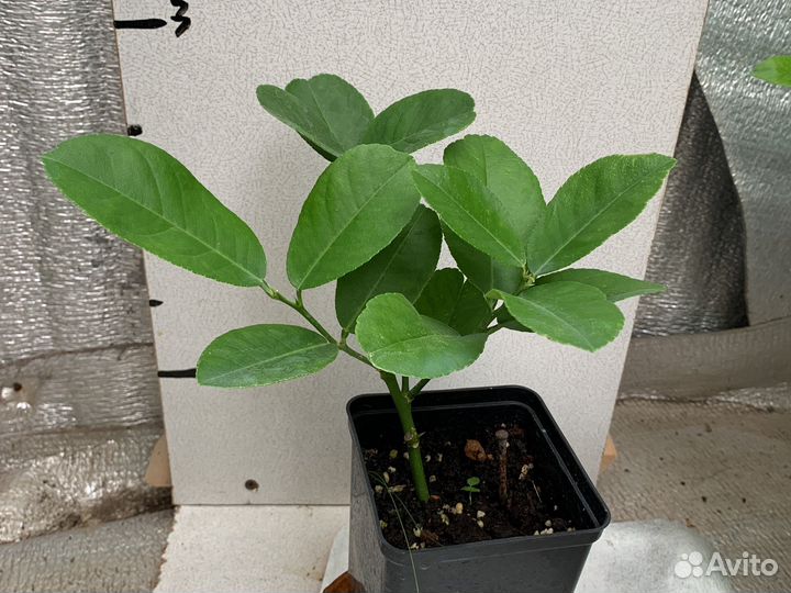 Лимон Пандероза