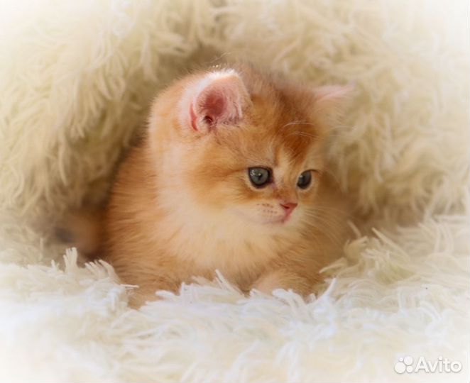 Золотые шиншиллы