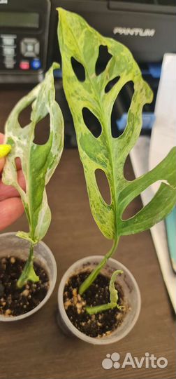 Монстера адансона индоминт