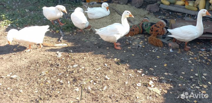 Гусаки на племя