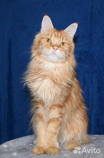 Мейн-кун кошечка