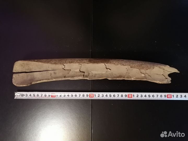 Бивень мамонта