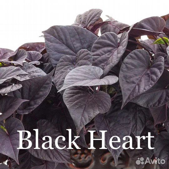 Ипомея Батат