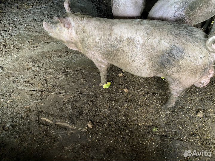 Продам хряка