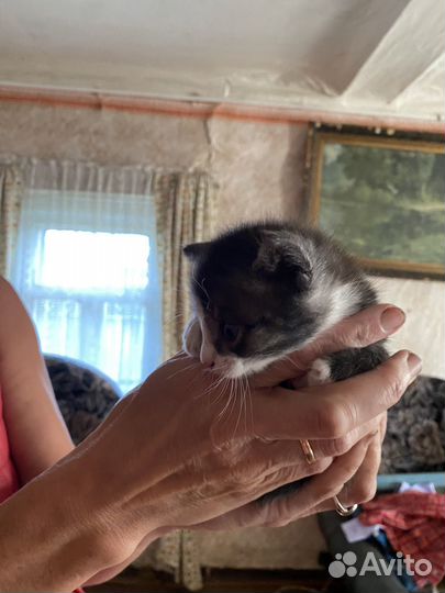 Котята в добрые руки даром