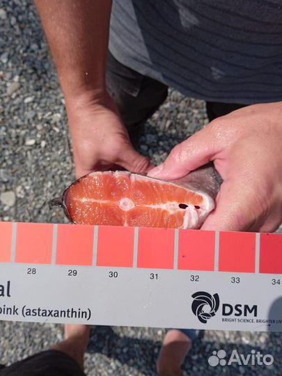 Родниковая форель