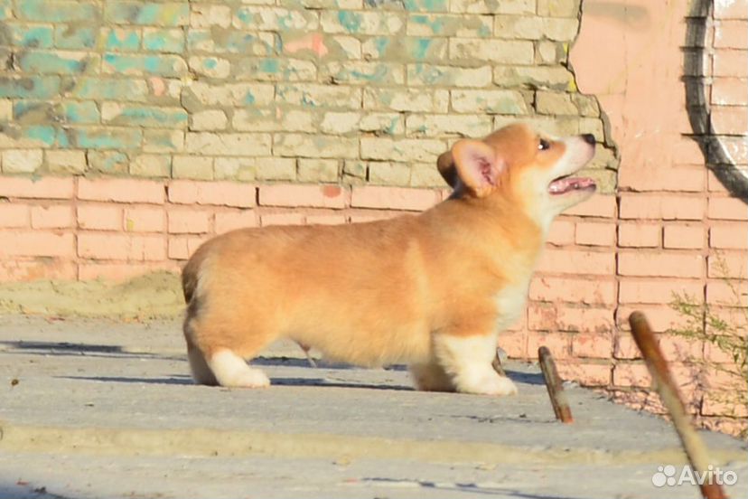 Щенки вельш корги пемброк