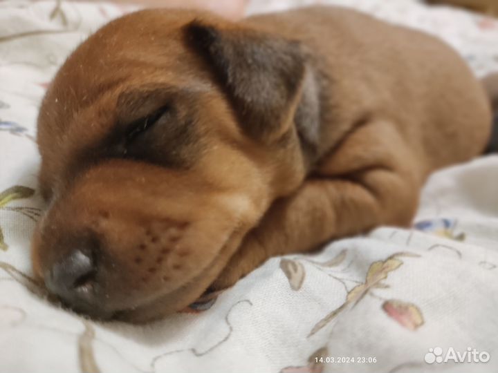 Щенки Цвергпинчера