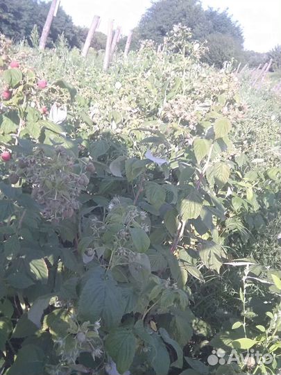 Саженцы малины пшехиба, соколица