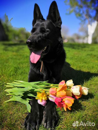 Вязка кобель В.Е.О