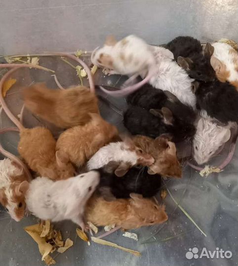 Сатиновые мышки, рэксики