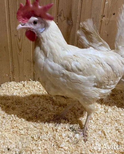 Куры несушки