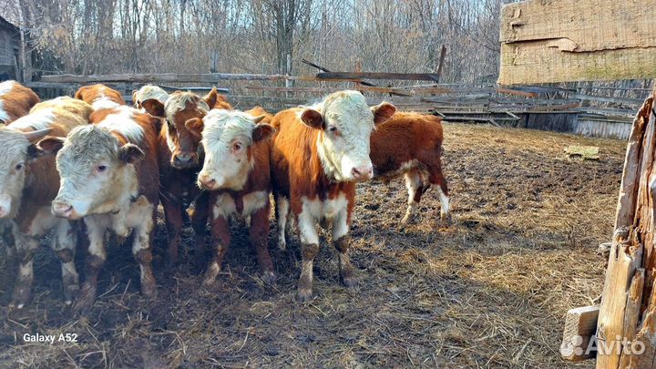Бычки на дорошивание