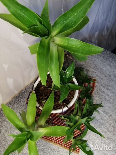 Цветок золотой ус (каллизия душистая)