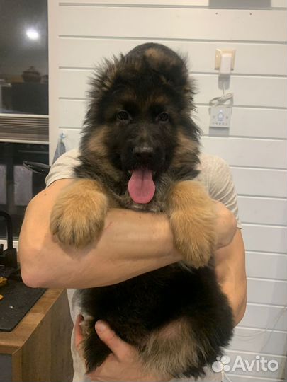 Длинношёрстные немцы