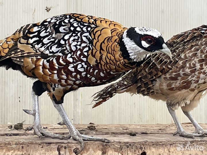 Королевский фазн