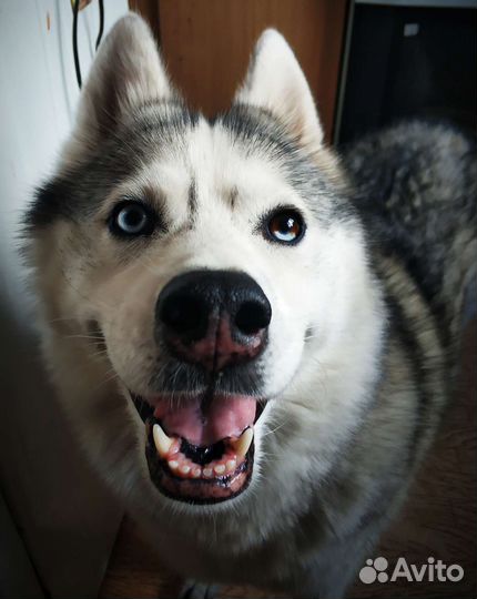 Зооняня, передержка и выгул животных