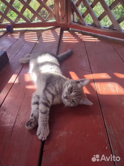 Отдам котенка белого,рыжего,черного,3х цветного