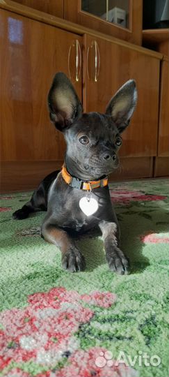 Собака той терьер вязка девочка