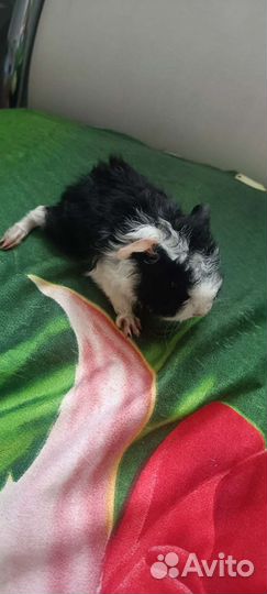 Морская свинка