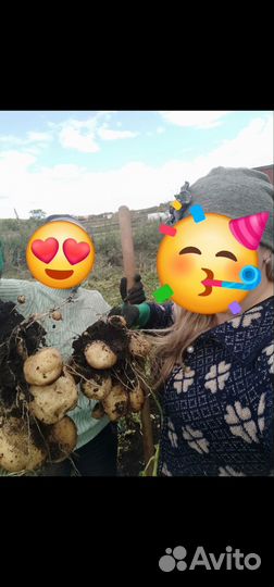 Семенной картофель