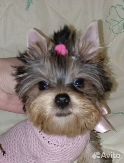 Йорк девочка