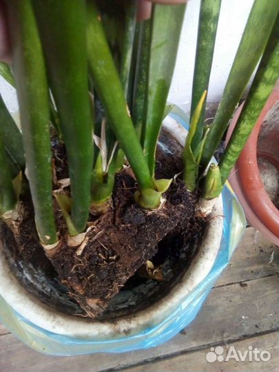 Сансевиерия