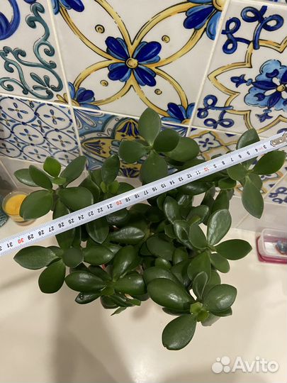 Денежное дерево