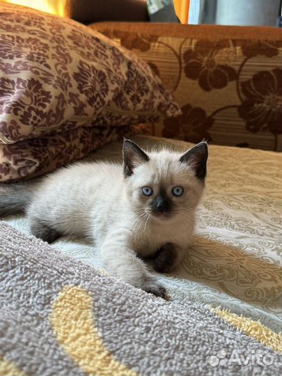 Шотландские котята