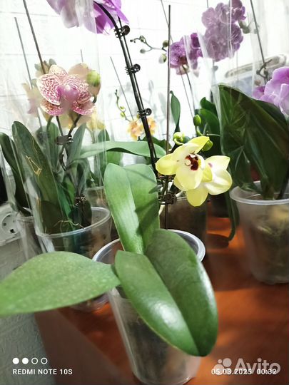 Орхидея бетмен