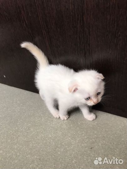Котята отдам в добрые руки бесплатно