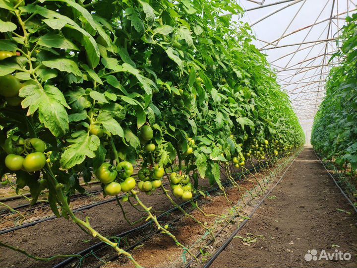 Теплицы 8 га