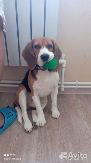 Бигль бесплатно