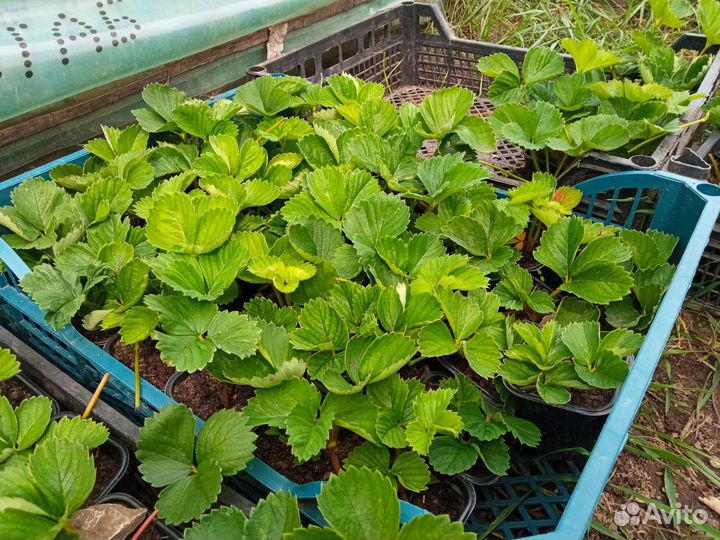 Рассада клубники