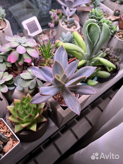 Суккулент граптоверия fred ives