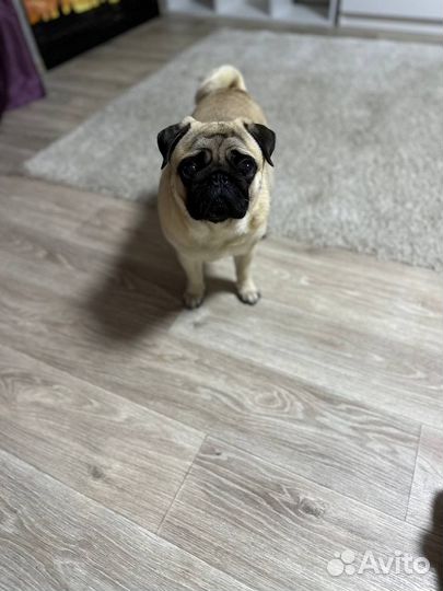 Вязка с мопсом (мальчик)