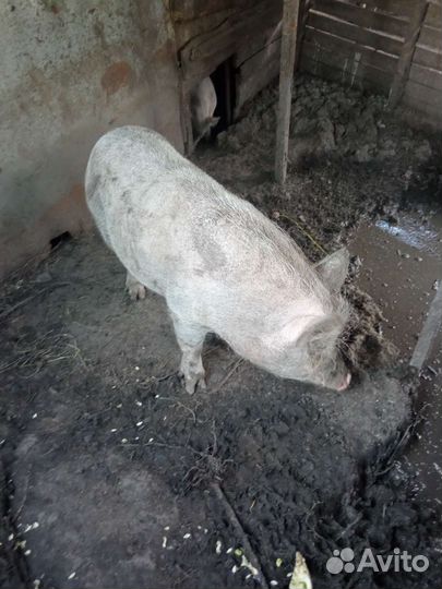 Свиноматка